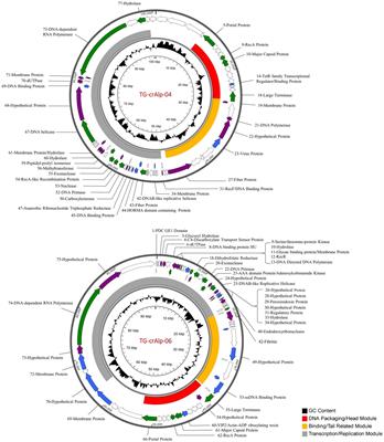 Genomics and Geographic Diversity of Bacteriophages Associated With Endosymbionts in the Guts of Workers and Alates of Coptotermes Species (Blattodea: Rhinotermitidae)